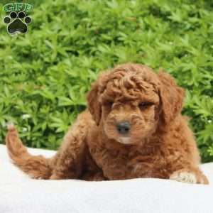 Marina, Mini Goldendoodle Puppy